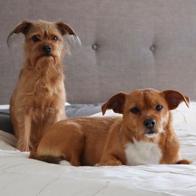 One dog is sitting while the other is standing on two legs.